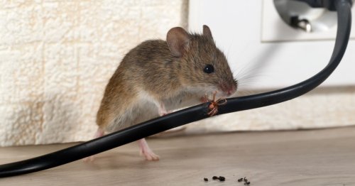 Comment se débarrasser des souris dans la maison ? Trois astuces simples, douces et efficaces.