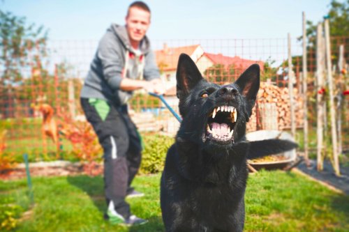 Pourquoi votre chien aboie-t-il sur certaines personnes et pas d’autres ?