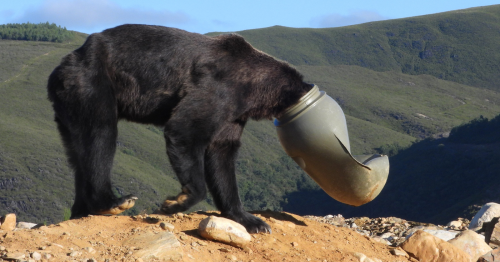 VIDÉO. En Espagne, un ours est sauvé après avoir passé plusieurs jours la tête coincée dans un bidon