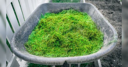 Comment transformer la tonte de sa pelouse en paillis efficace et durable pour le potager ?