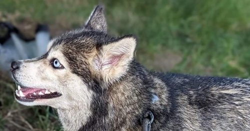 “Miracle” pour Roxy, la chienne retrouvée vivante après avoir été enterrée 24 heures