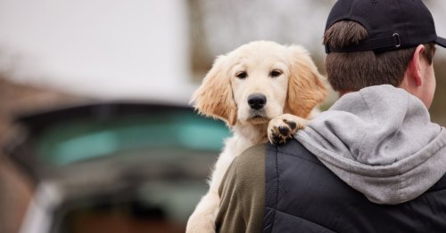 Animal volé : 5 étapes essentielles pour le retrouver rapidement