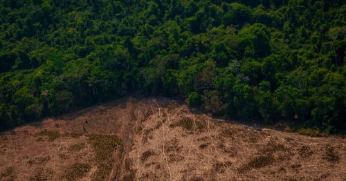 Brésil : après 4 années de “gestion désastreuse”, la déforestation de l’Amazonie recule enfin