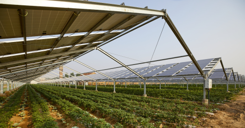Un potager à l’ombre des panneaux solaires pour économiser l’eau