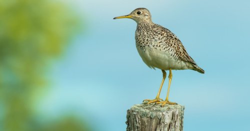 La justice suspend la chasse de 12 espèces d’oiseaux en Martinique