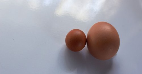 En Gironde, une poule pond un œuf gigantesque de 184 grammes contenant un autre œuf à l’intérieur
