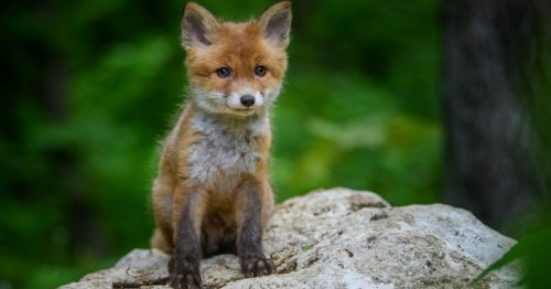 Que faire face à un bébé animal sauvage isolé ? Les gestes à connaître.