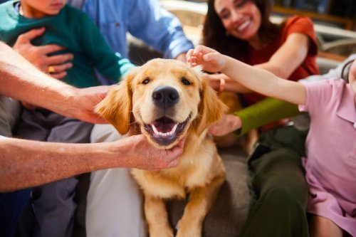 Après combien de temps votre chien vous oublie-t-il vraiment ?