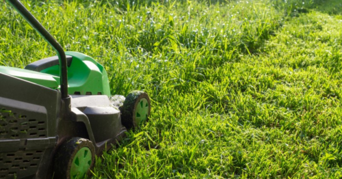 Ne jetez plus l’herbe tondue : voici 4 astuces pour la réutiliser dans le jardin
