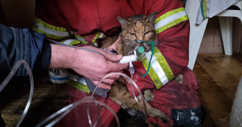 Dans l’Oise, la photo étonnante et touchante d’un chat sauvé par les pompiers