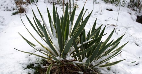 7 plantes grasses qui résistent aux basses températures de l’hiver