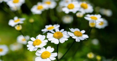 9 plantes médicinales à cultiver d’urgence dans son jardin !