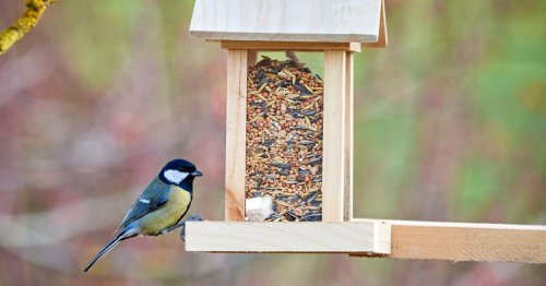 Comment fabriquer une mangeoire pour oiseaux ? 6 tutos ludiques pour débutants et bricoleurs.