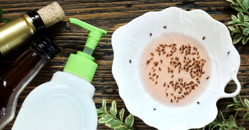 Avec ces astuces, dites adieu aux moucherons dans la cuisine