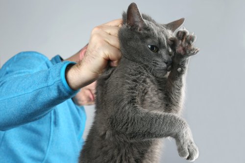 VIDÉO. “On ne punit jamais un chat !”. La mise en garde d’un vétérinaire.