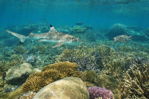 Droits de la nature en Nouvelle-Calédonie : requins et tortues sont les premiers animaux à en bénéficier
