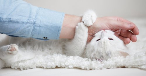 Pourquoi les chats mordent-ils soudainement lorsqu’on les caresse, et comment éviter ça ?