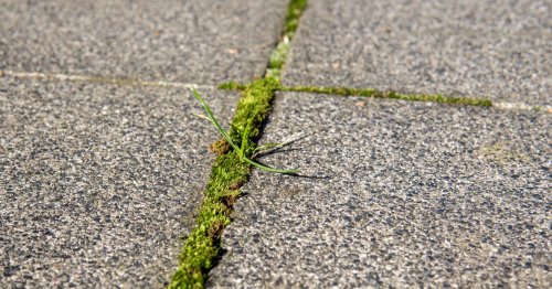 Avec cette recette maison radicale, éliminez la mousse sur votre terrasse