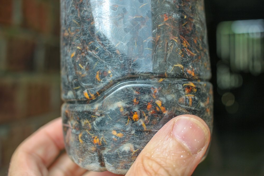 Un agriculteur capture 1 300 frelons asiatiques en 24 heures. Voici son secret.