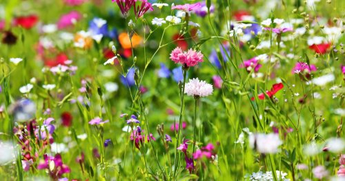 Planter et entretenir des fleurs des champs : 5 questions à se poser avant de semer ses graines