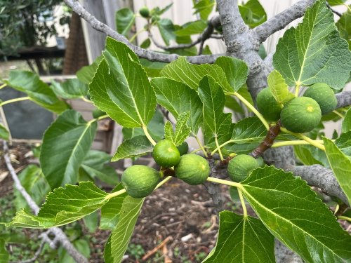 Pour faire pousser un figuier dans son jardin, voici la méthode à suivre