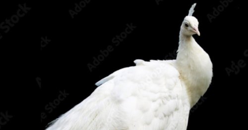 « Surtout n’essayez pas de l’attraper. » Où est passé Peter, ce majestueux paon blanc ?
