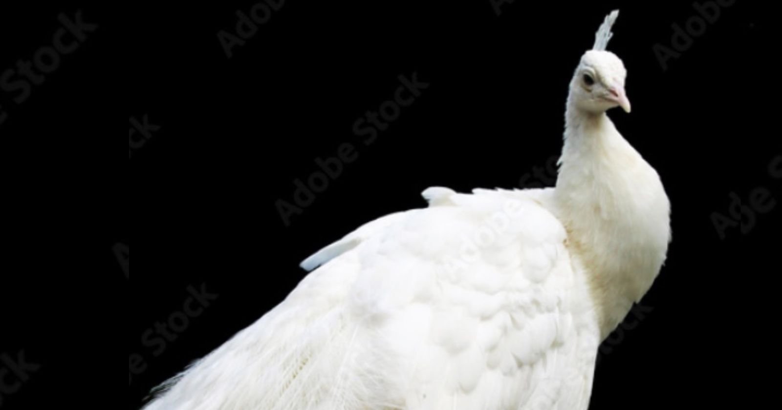 « Surtout n’essayez pas de l’attraper. » Où est passé Peter, ce majestueux paon blanc ?