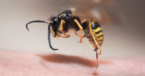 Des astuces simples et efficaces pour soulager les piqûres de guêpe