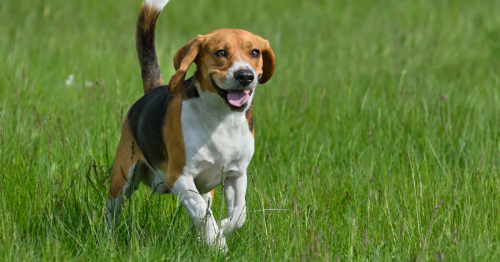 Cette association recueille les chiens cobayes des laboratoire pour leur offrir une nouvelle vie