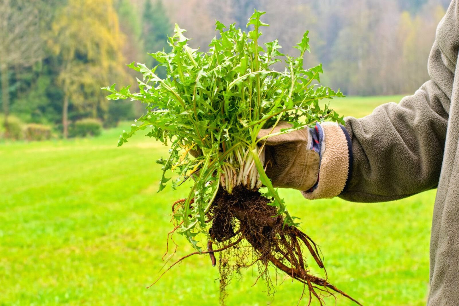 Dites adieu aux mauvaises herbes avec cette recette naturelle ultra-efficace !