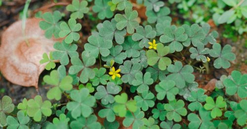 Comment se débarrasser des oxalis ? 5 astuces simples, naturelles et efficaces