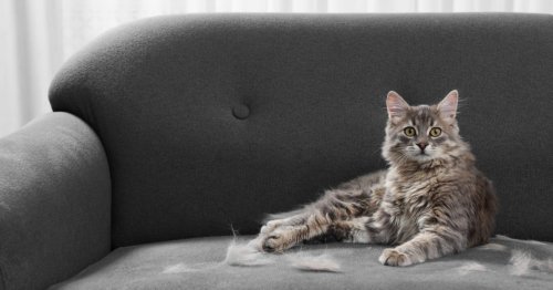 Comment se débarrasser des poils de chat dans sa maison ?
