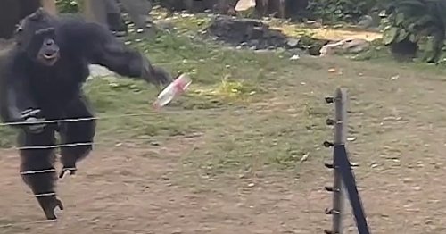 VIDÉO. Visé par des bouteilles d’eau dans un zoo, ce singe riposte avec beaucoup d’adresse