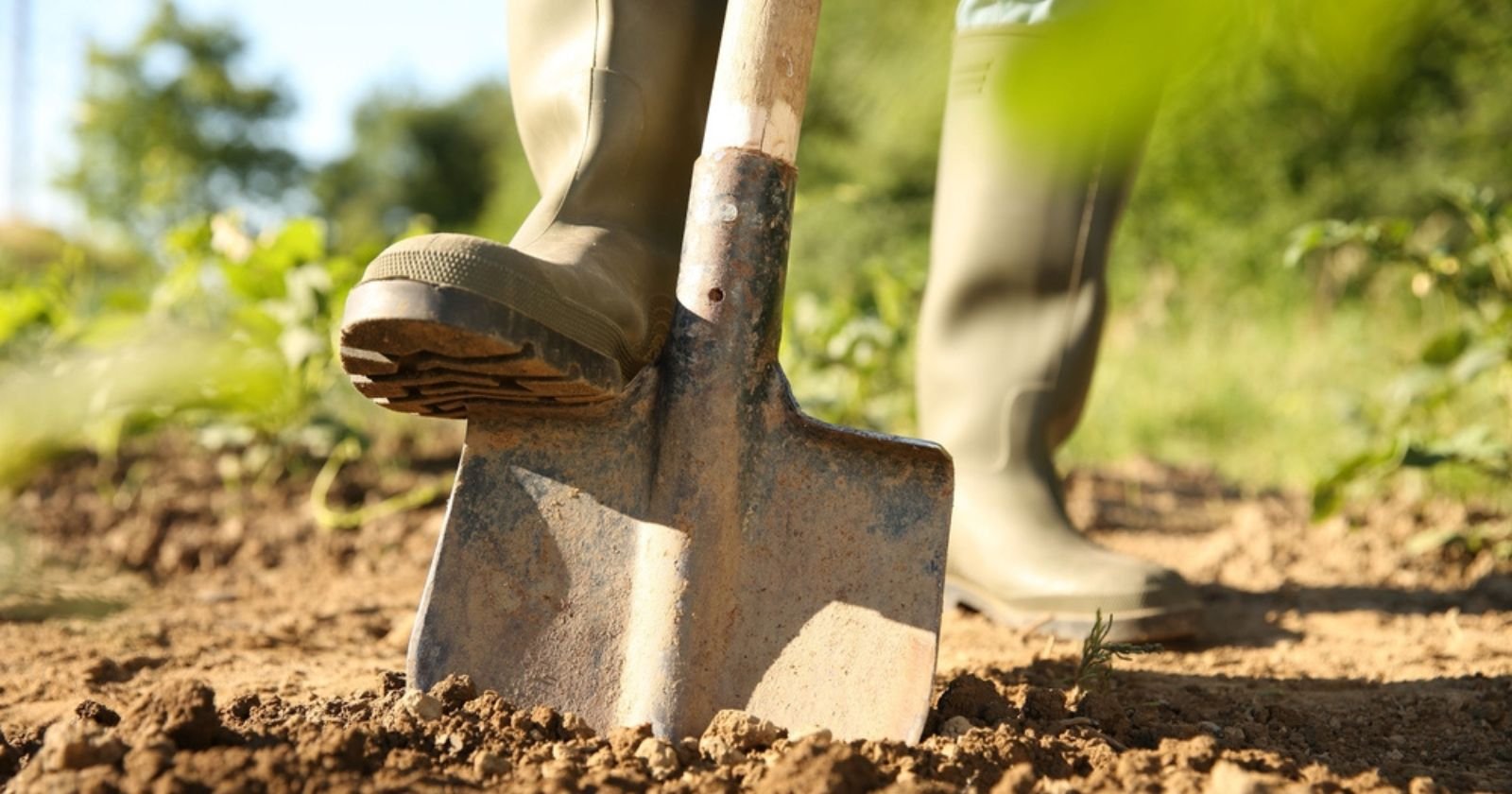 Potager : ce geste ancestral qui détruit vos récoltes (et votre dos) doit cesser
