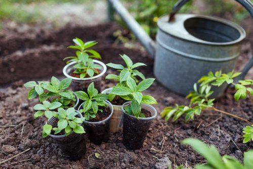 Comment booster vos boutures avec des solutions 100 % naturelles ?