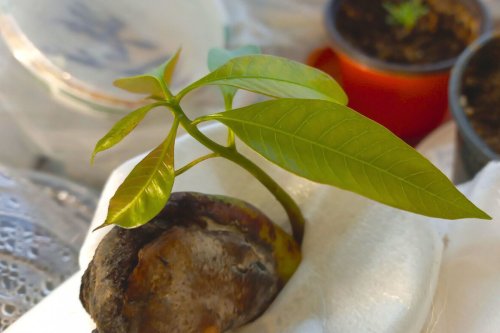 Faites germer un noyau de mangue facilement avec ces astuces