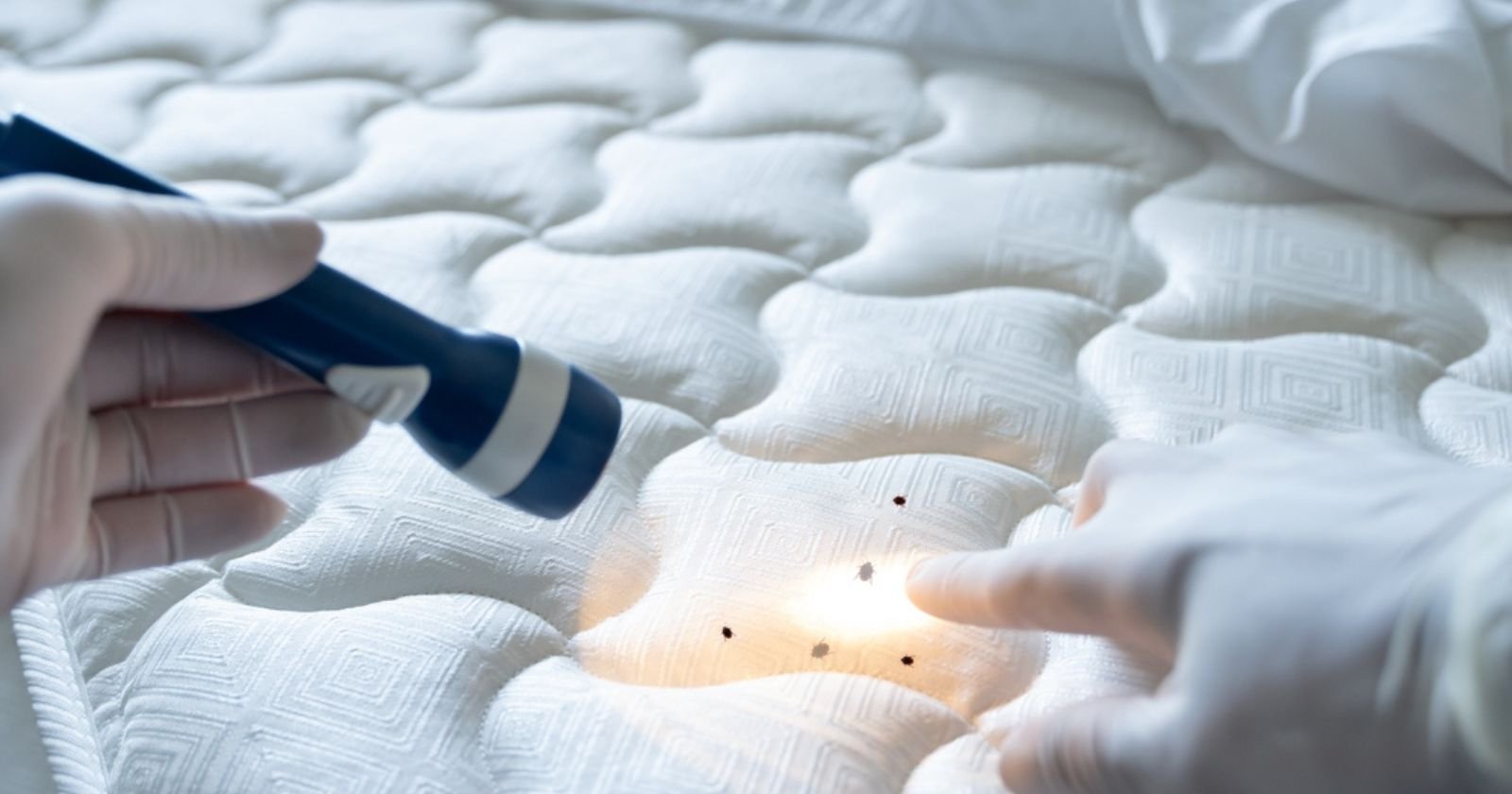 Pour détecter les punaises de lit, voici une solution originale et étonnante