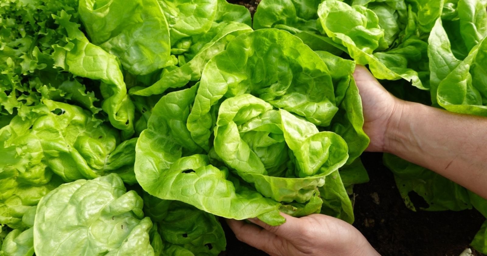 Que planter en avril au potager ? Tous les conseils pour réussir vos plantations.