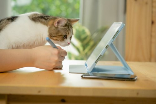 Voici la meilleure manière d’appeler un chat (selon la science)