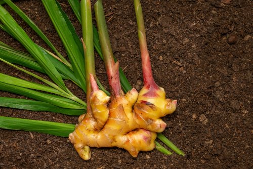 5 étapes simples pour cultiver du gingembre à la maison (même sans jardin !)