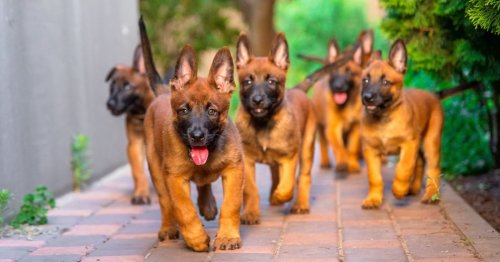 VIDÉO. Six chiots abandonnés dans la nuit : « la cruauté humaine continue de nous laisser sans voix »
