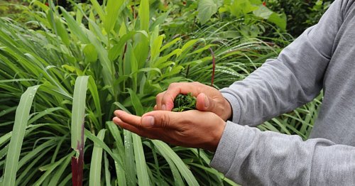 Plantes antimoustiques : 7 variétés pour éloigner les risques de piqûres