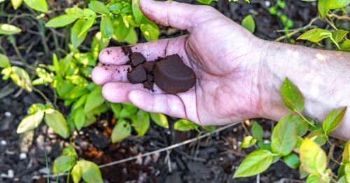 Marc de café dans les plantes : cette grosse erreur à ne surtout plus faire