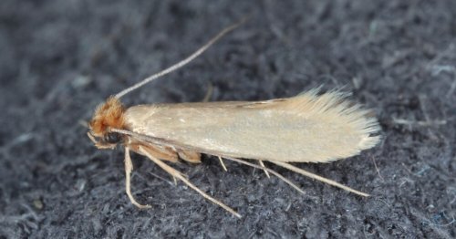 Mites des vêtements : comment s’en débarrasser ?