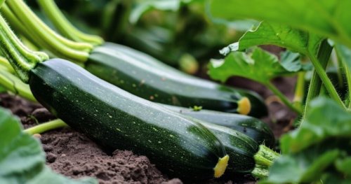 Pour booster vos courgettes, ne négligez surtout pas ce petit geste que trop de jardiniers négligent