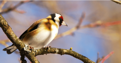 Oiseaux : cette étude prouve que les efforts de conservation payent.