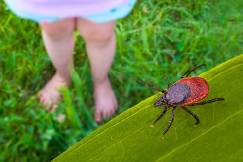 Tiques au jardin : cette technique simple pour s’en débarrasser efficacement