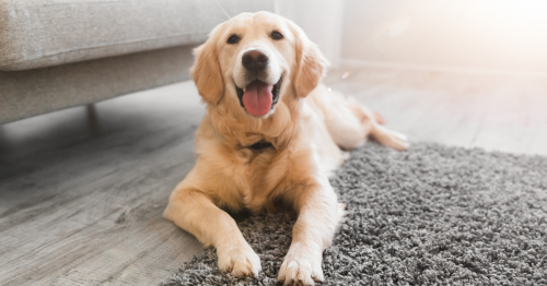 7 astuces pour éliminer l’odeur d’un chien dans une maison
