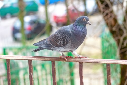 Comment éloigner les pigeons de son balcon de manière naturelle et efficace ?