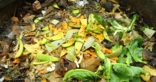 Moucherons dans le compost : 7 astuces pour s’en débarrasser efficacement